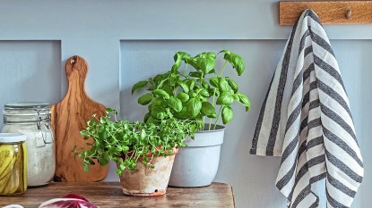 Kitchen garden: Potted basil and watercress plants on a kitchen island surrounded by a cutting board, jars and kitchen towel hanging on wall
