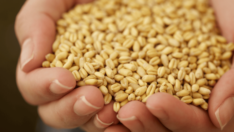 wheat-germ-reverses-signs-of-aging