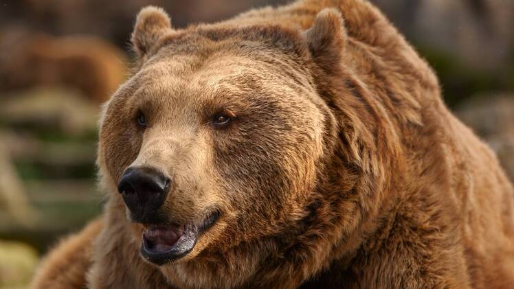 photo of a brown bear