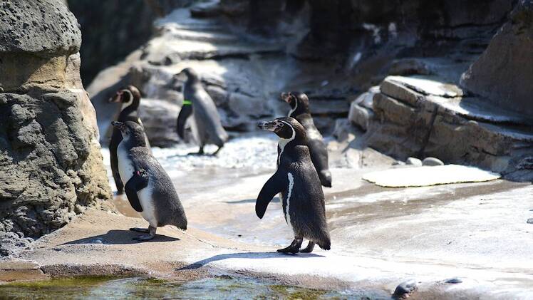 penguins at the zoo