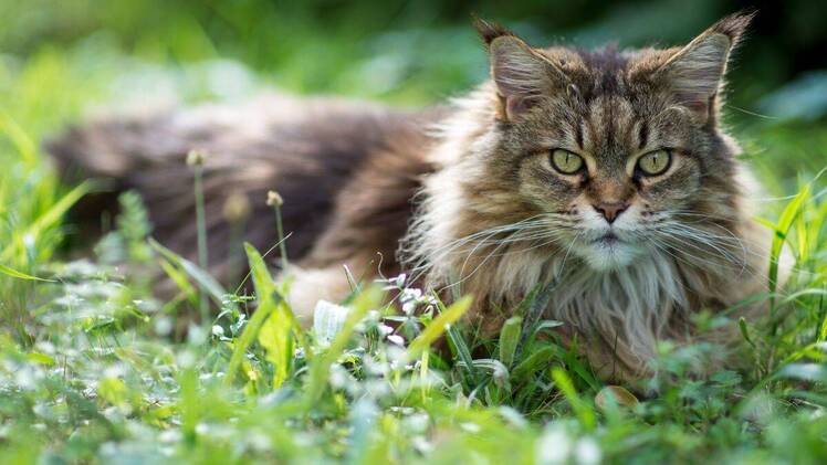 maine coon cat in the grass