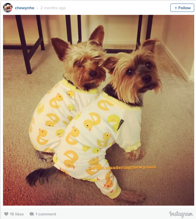 yorkie pajamas for adults