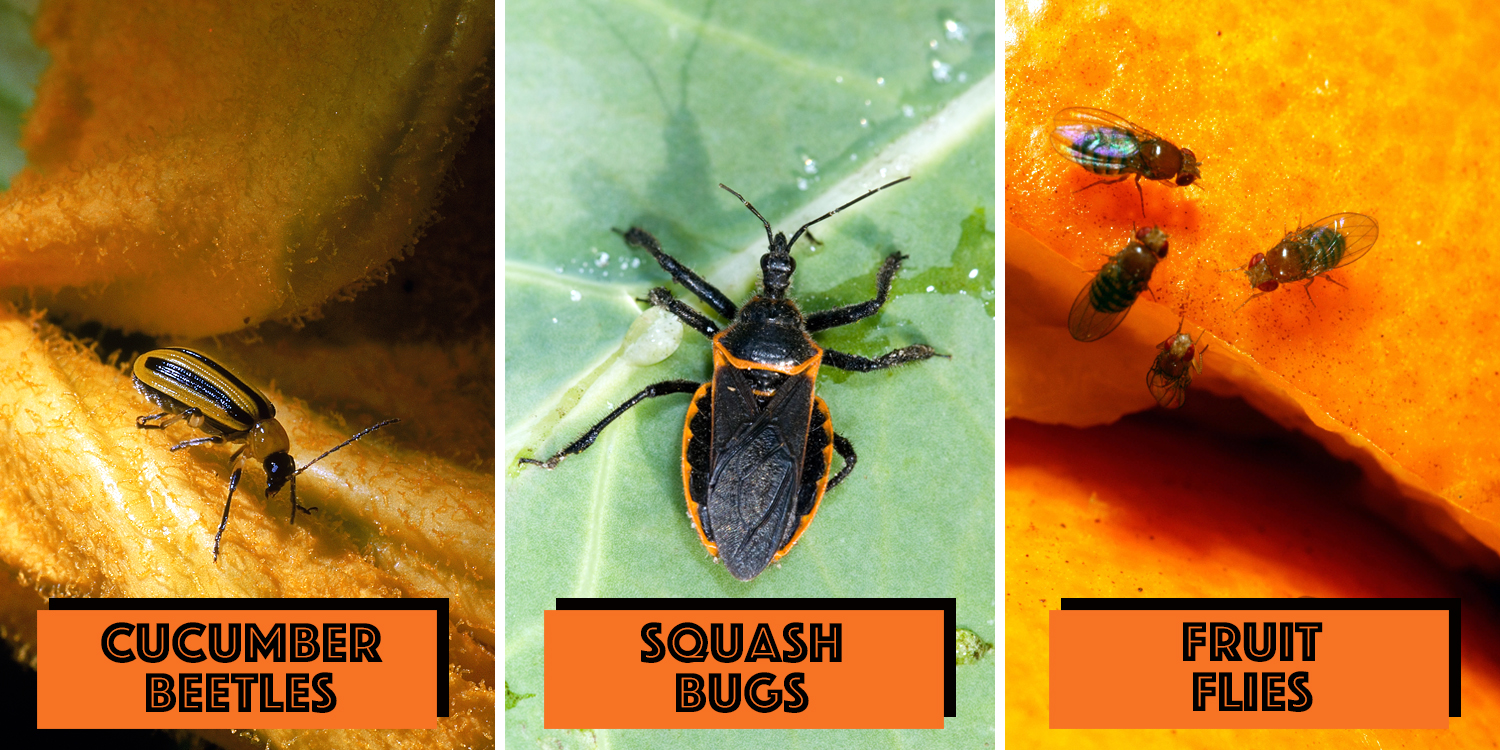 do carved pumpkins attract bugs