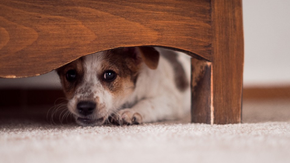 A dog hiding scared from fireworks