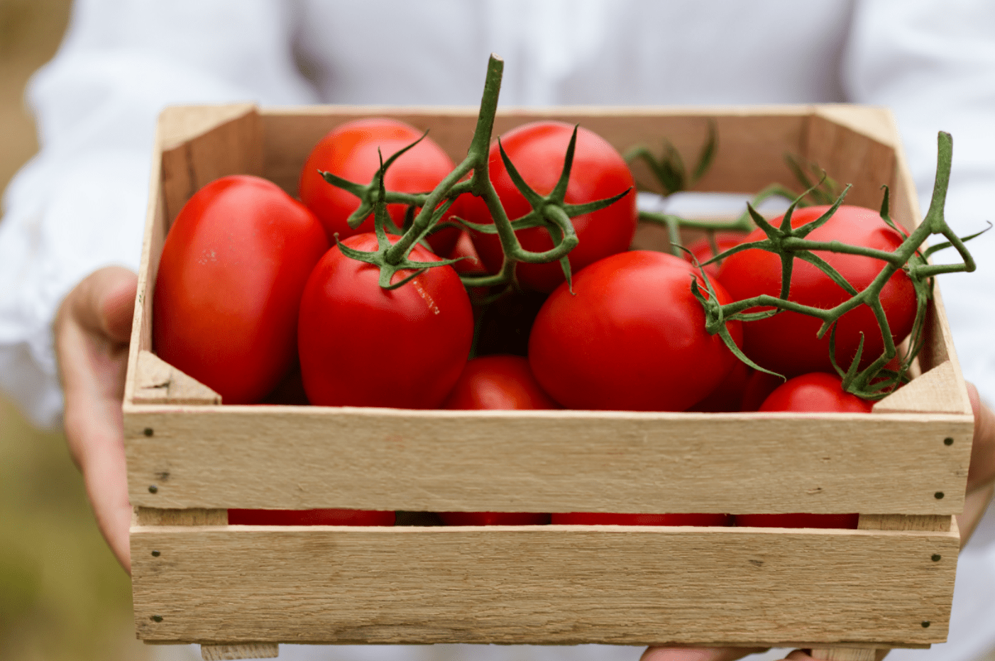 How To Grow Tomatoes ?resize=715