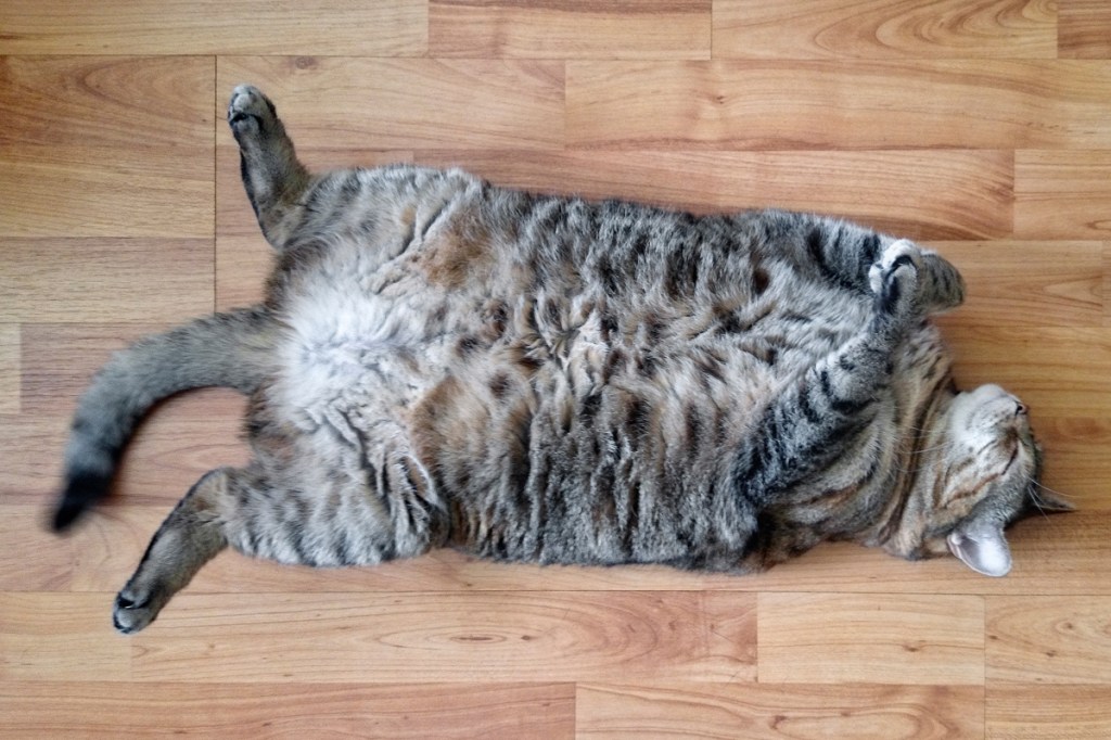 The Best Photos Of Chonky Cats Prove Theyre Just More To Love 