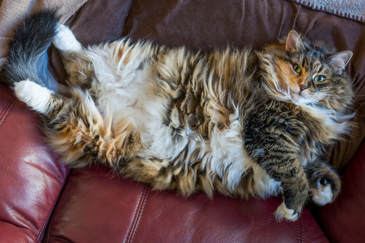 The Best Photos of Chonky Cats Prove They're Just More to Love