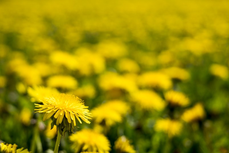 dandelion field