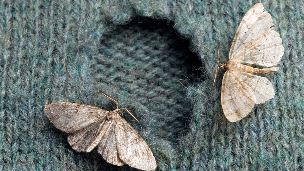 Naphthalene Balls: That help Keep Moths Away from Clothes