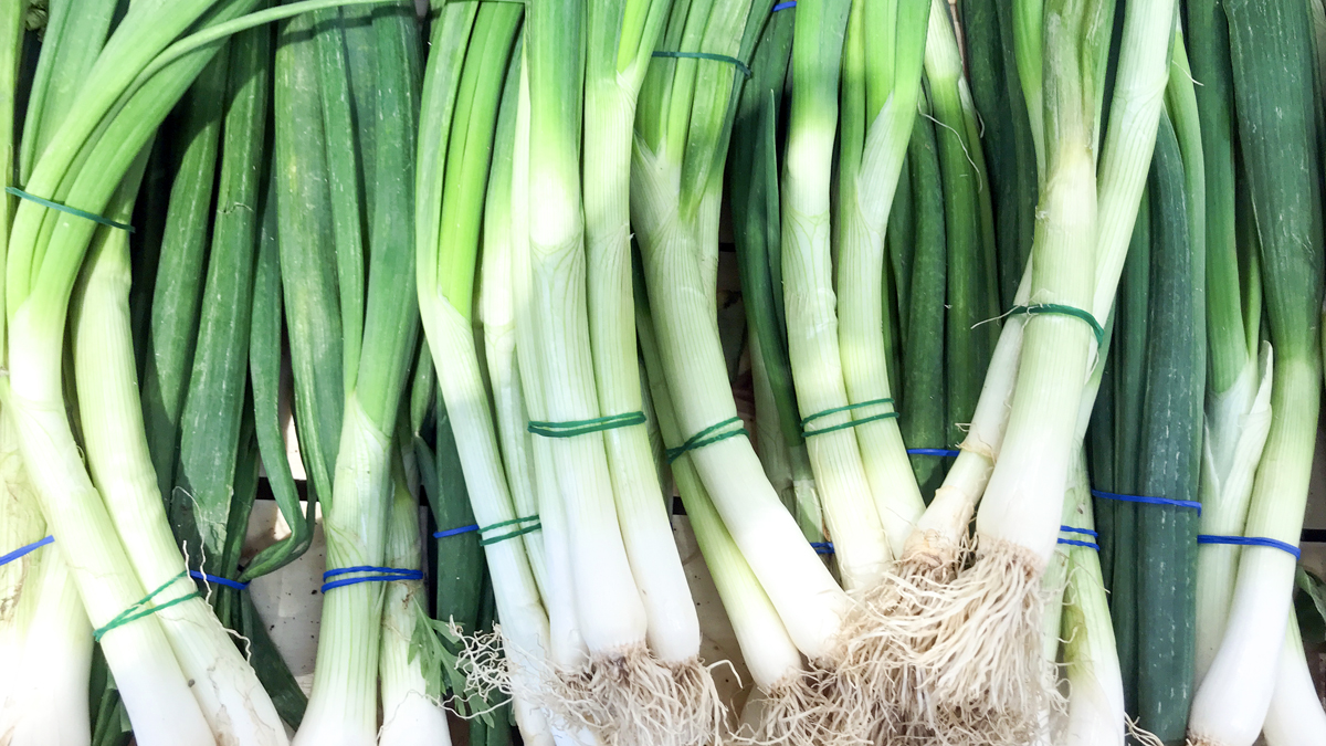 How to Freeze Green Onions & Scallions {The EASY way!}, Recipe