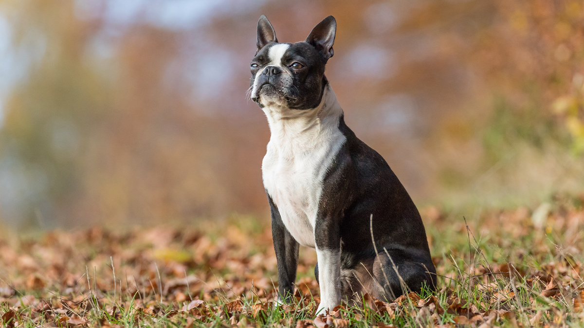 6 Small Dog Breeds That Are Low-Maintenance | First For Women