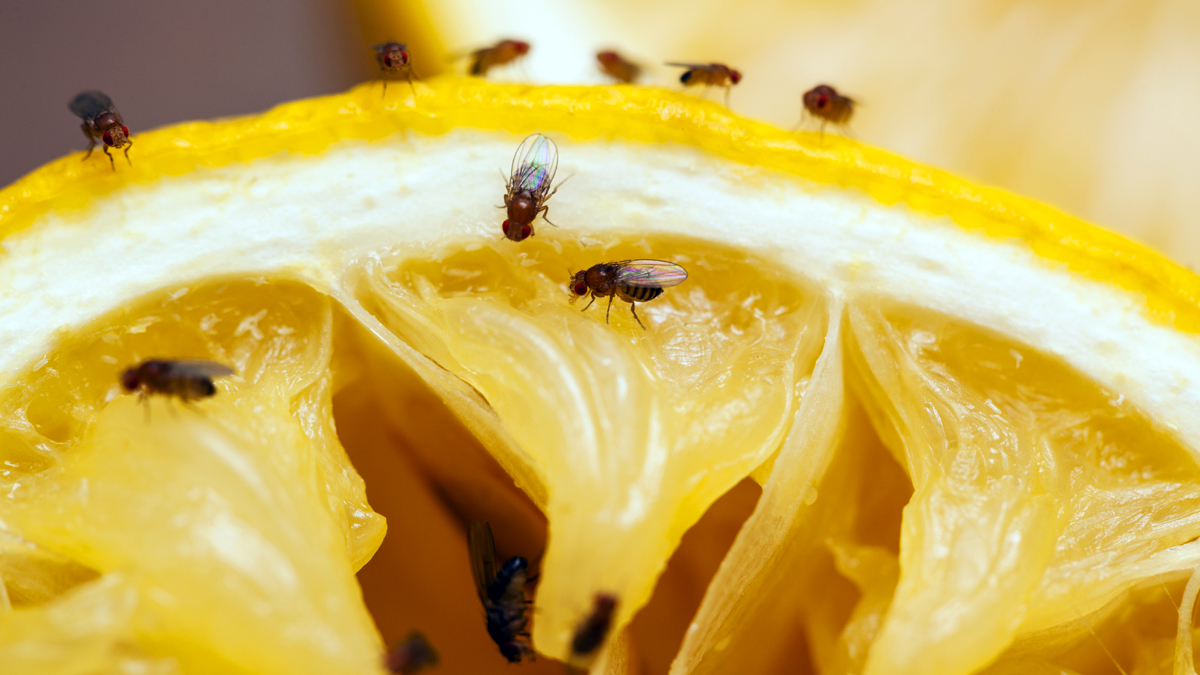 How To Make an Effective Fruit Fly Trap In Less Than 5 Minutes 