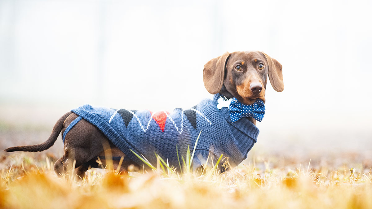 do dogs really need sweaters