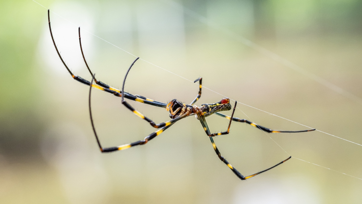 Joro spiders are an invasive species known for parachuting through