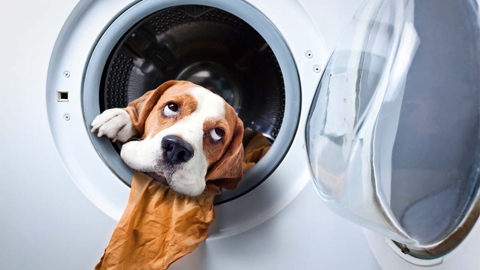 Remove Pet Hair in Washing Machine and Dryer