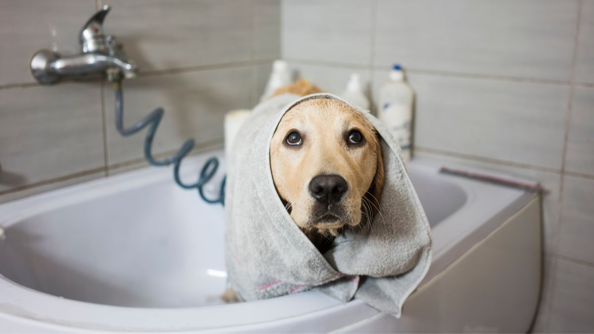 What happens if clearance you use dog shampoo