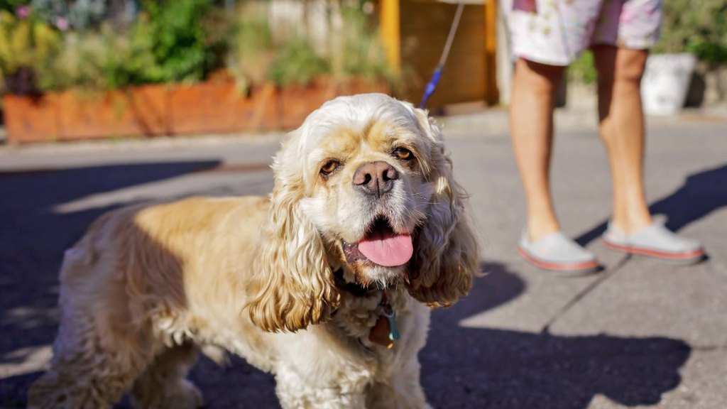 why is dog panting effective