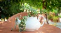 Outdoor garden decor: White teapot filled with gravel, soil and succulent plants set on an outdoor table