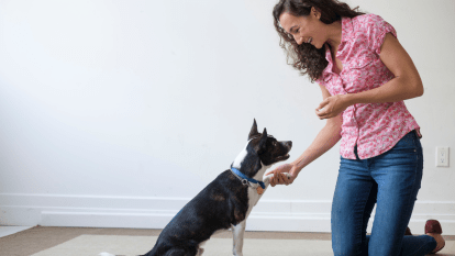 Woman training her dog to give paw