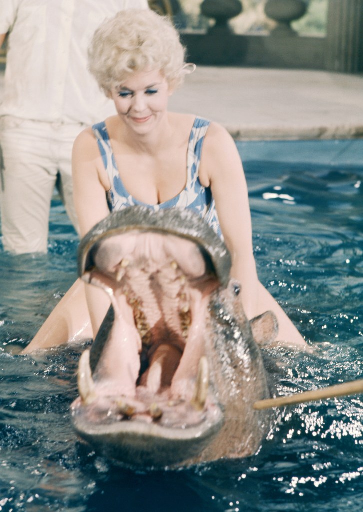  Donna Douglas rides a hippopotamus circa 1970's in Los Angeles, California