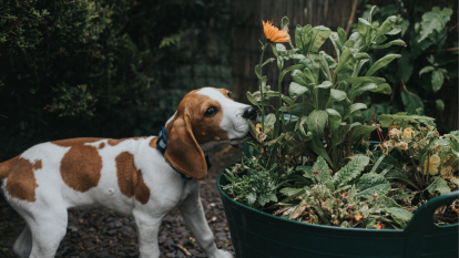 Beagle puppy sniffing flowers outside