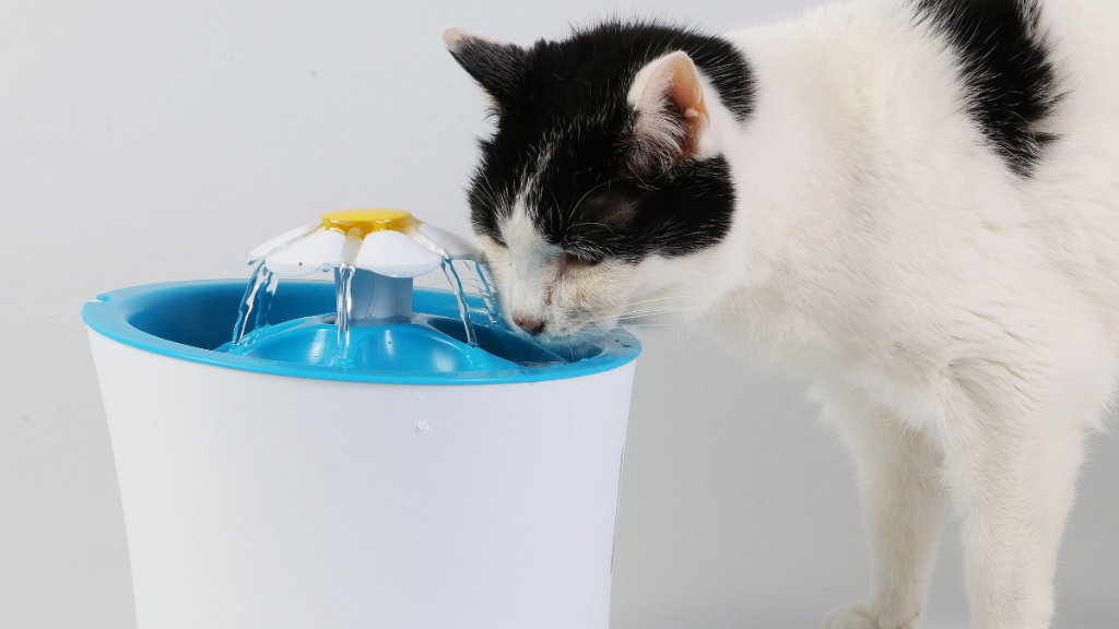 Black and white cat drinking water from cat fountain