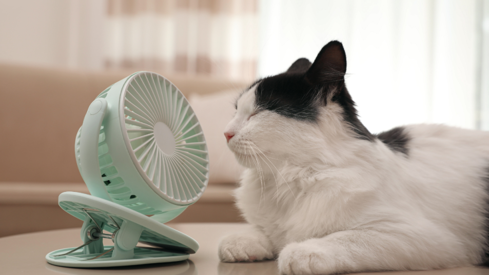 Black and white cat laying in front of a small fan